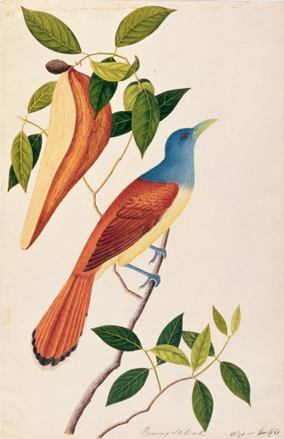 Boorong Seli-ah、マラッカの鳥の絵、1805-18年頃（紙にトイレ） 作： Chinese School
