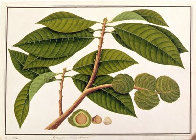 マラッカからの植物の絵からのブランガムまたはマレー栗、c.1805-18（紙にトイレ） 作： Chinese School