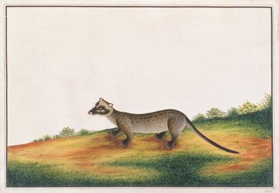 コモンパームシベット、マラッカの動物、昆虫、爬虫類の絵から、1805-18年頃（紙にガッシュとトイレ） 作： Chinese School