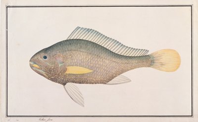 クローカー、マラッカの魚の絵、1805-18年頃（紙にトイレ） 作： Chinese School
