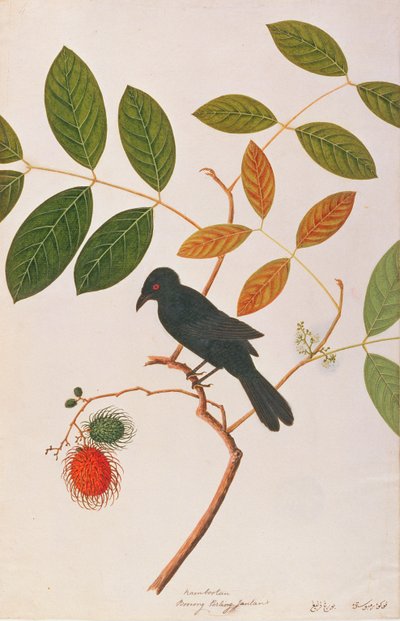 Crow-billed Drongo、Drawing of Birds from Malacca、c.1805-18（紙にトイレ） 作： Chinese School