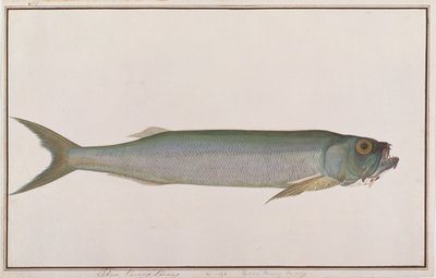 マラッカの魚の絵、1805-18年頃のドラブオオカミヘリン（紙にトイレ） 作： Chinese School