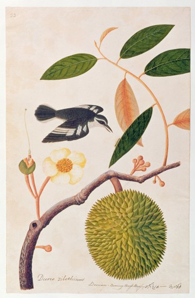 Durie zibethinus、DorrianまたはBoorong Brass Brass、 『Drawing of Birds from Malacca』、1805-18年頃（紙） 作： Chinese School