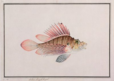 Eekan Linqah Singah、マラッカの魚の絵、1805-18年頃（紙にトイレ） 作： Chinese School