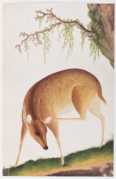 子鹿、マラッカの動物、昆虫、爬虫類の絵から、1805-18年頃（紙にトイレとガッシュ） 作： Chinese School