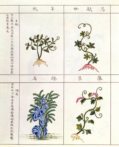 18〜19世紀の薬用植物のコレクションであるペンツァオの4つの植物 作： 中国語学校