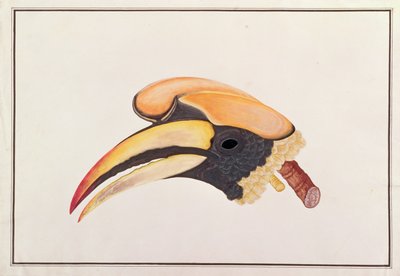 マラッカの鳥の絵からのオオサイチョウ、1805-18年頃（紙にトイレ） 作： Chinese School