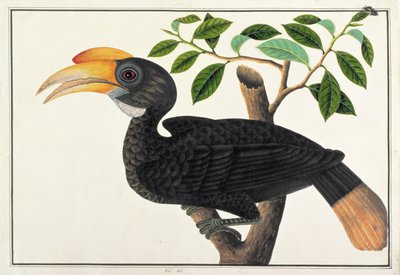 ケッカ、マラッカの鳥の絵、1805-18年頃（紙にトイレ） 作： Chinese School