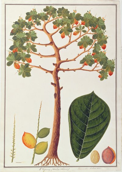 マラッカの植物の絵からのクラパンターミナリアモルカナまたはマレーアーモンド、c.1805-18（紙） 作： Chinese School