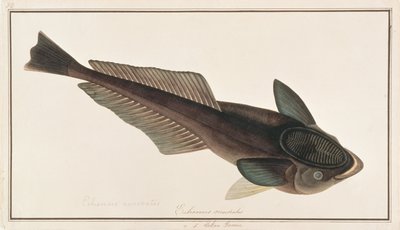 ライブシャークサッカー、マラッカの魚の絵、1805-18年頃（紙にトイレ） 作： Chinese School