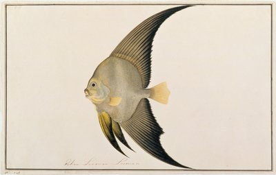 マラフィンの魚の絵、1805-18年頃の長いヒレのバットフィッシュ（紙にトイレ） 作： Chinese School