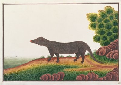 マングース、マラッカの動物、昆虫、爬虫類の絵から、c.1805-18（紙の上でガッシュとトイレ） 作： Chinese School