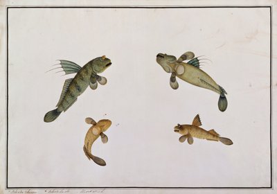 マッドフィッシュ、ブラッドキエナ、ブラッドゥラオレ、マラッカの魚の絵、c.1805-18（紙のトイレ） 作： Chinese School