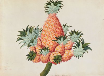 ナッカまたはパイナップル、マラッカの植物の絵、1805-18年頃（紙にトイレ） 作： Chinese School