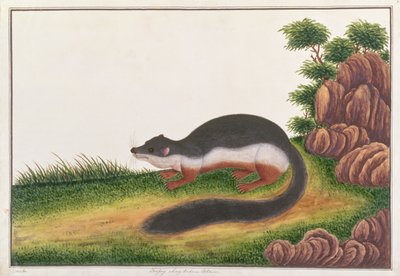 Prevosts Squirrel、from Drawings of Animals、Insects and Reptiles from Malacca、c.1805-18（ガッシュとトイレ紙） 作： Chinese School