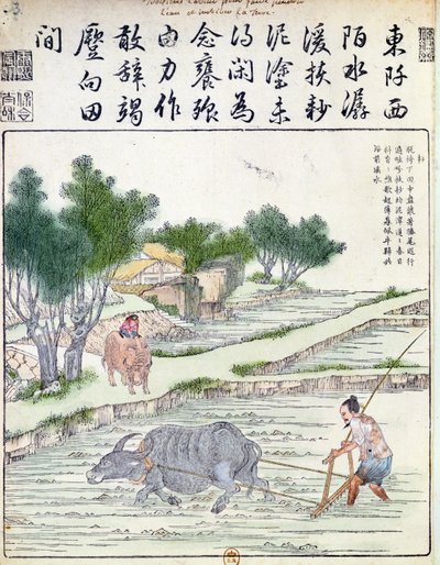 中国での稲作 作： Chinese School