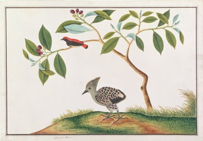 緋色に覆われたフラワーペッカー、グレーとバフのキツツキ、マラッカの鳥の絵、1805-18年頃（紙にトイレ） 作： Chinese School