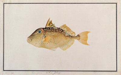 Starry Triggerfish、マラッカの魚の絵、c.1805-18（紙にトイレ） 作： Chinese School