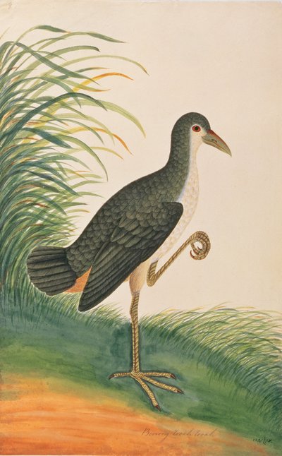 マラッカの鳥の絵、1805-18年頃の白ブレストウォーターヘン（紙にトイレ） 作： Chinese School
