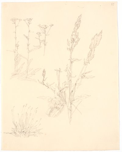 植物研究 作： Christen Købke