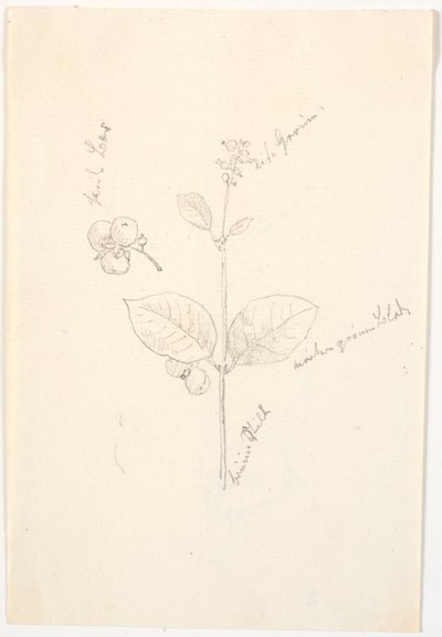 鉛筆での色表示による植物研究 作： Christen Købke
