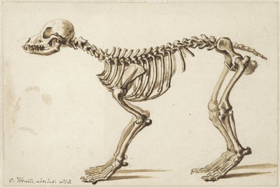 横から見た犬の骨格 作： Christiaan Kramm