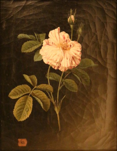多彩なバラの茎の研究 作： Christiaan van Pol