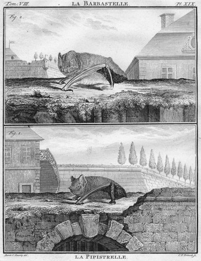 La Barbastelle＆La Pipistrelle、c1763。 作： Christian Friedrich Fritzsch