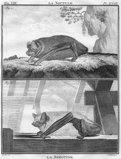 La Noctule＆La Serotine、c1763。 作： Christian Friedrich Fritzsch