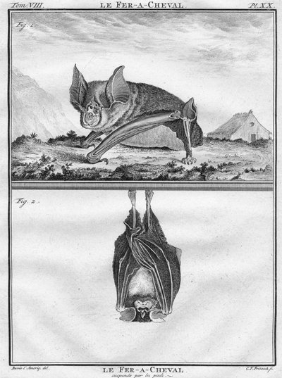 Le Fer-A-ChevalとLe Fer-A-Chevalが足で吊るされたc1763。 作： Christian Friedrich Fritzsch