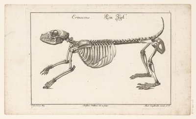 ハリネズミの骨格 Erinaceus / Ein Egel (オブジェクトのタイトル) Unterschiedliche Sceleta または Bone-Cörper (シリーズのタイトル) 作： Christian Hallbaur