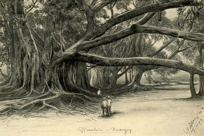 1898 年、ジャワ島ブイテンゾルグの巨木。 作： Christian Wilhelm Allers