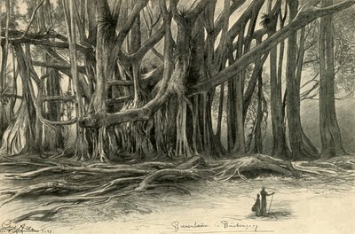 1898 年、ジャワ島ブイテンゾルグの巨木。 作： Christian Wilhelm Allers