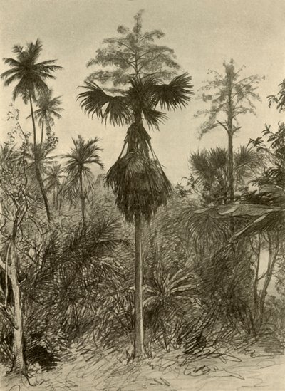 開花後のタリポットヤシ、セイロン、1898年。 作： Christian Wilhelm Allers