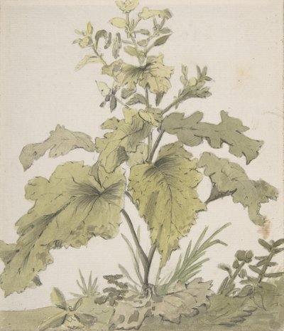 植物の研究、1712-74。 作： Christian Wilhelm Ernst Dietrich