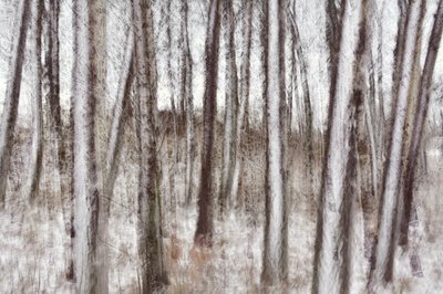 ぼやけた冬の木々 作： Christina Sillen