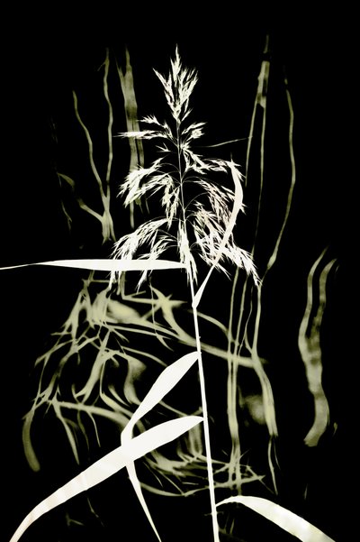  作： 