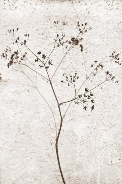 繊細な乾燥植物 作： 
