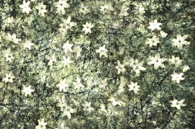 可憐な庭の花々 作： 
