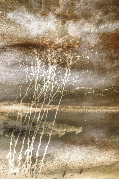  作： Christina Sillen