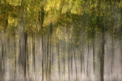 夢のような秋の森 作： Christina Sillen