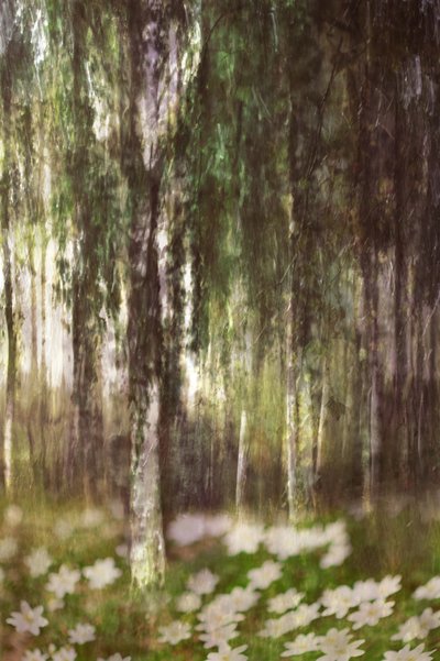 夢のような白樺の森 作： Christina Sillen