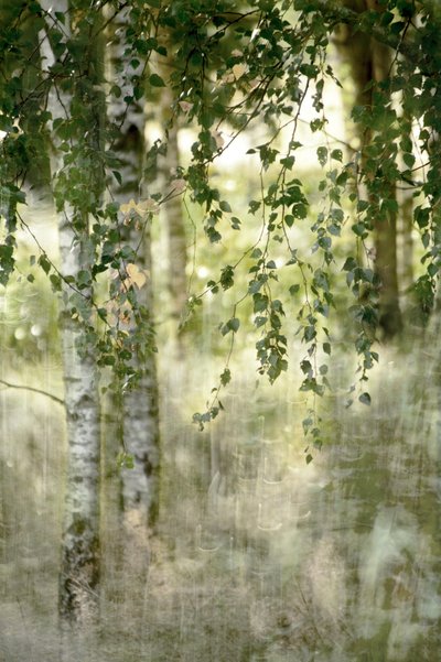 夢のような白樺の森 作： Christina Sillen