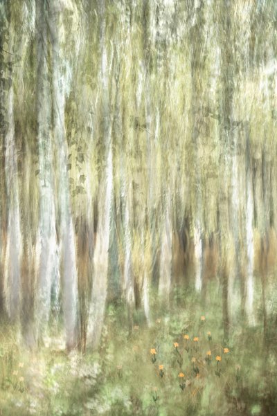 夢のような白樺の森 作： 