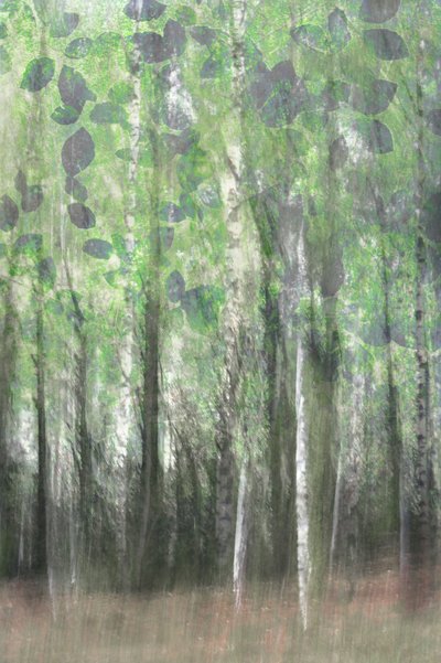 夢のような白樺の森 作： Christina Sillen