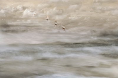 水面に浮かぶ夢のような鳥たち 作： Christina Sillen