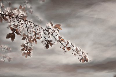 夢のような花の枝 作： Christina Sillen