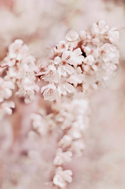 夢のような桜 作： Christina Sillen