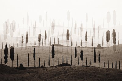 夢のようなサイプレス・ヒルズ 作： Christina Sillen