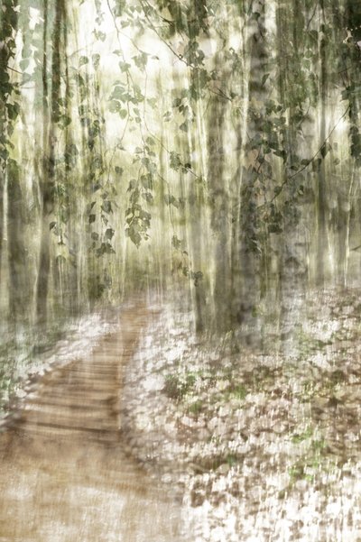 夢のような森の小道 作： 